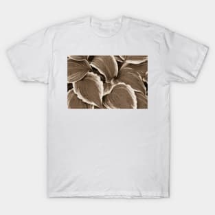 Hosta Leaves In The Rain 4 T-Shirt